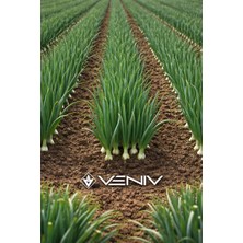 Veniv 100 Adet Yeşil Soğan Tohumu