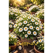 Veniv 20 Adet Alman Papatyası Tohumu