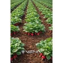 Veniv 80 Adet Fındık Turp Tohumu