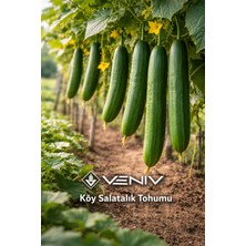Veniv 15 Adet Köy Salatalığı Tohumu