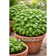 Veniv 20 Adet Fesleğen Tohumu- Yoğun Aroma&yeşil Yapraklar