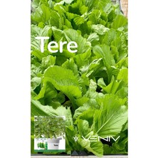 Veniv 1000 Adet Tere Tohumu - Paket Değil