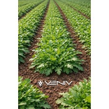 Veniv 1000 Adet Roka Tohumu