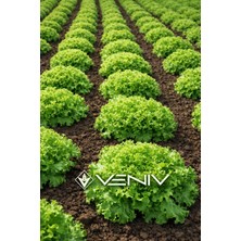 Veniv 400 Adet Kıvırcık Marul Tohumu