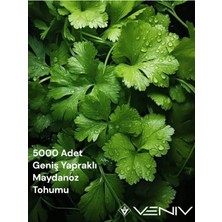 Veniv 5000 Adet Geniş Yapraklı Maydanoz Tohumu 2 Paket