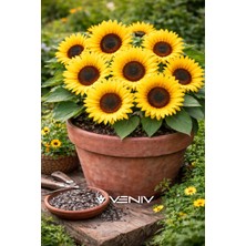Veniv 15 Adet Süs Ayçiçeği Tohumu-1 Paket