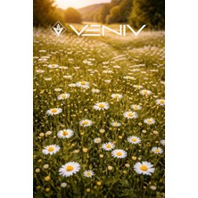 Veniv 20 Adet Aromatik Kır Papatyası Tohumu