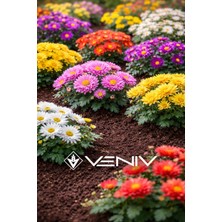 Veniv 10 Adet Kasım Patı Tohumu