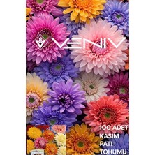 Veniv 50 Adet Kasım Patı Tohumu 2 Paket