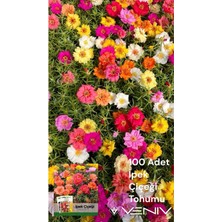 Veniv 100 Adet Ipek Çiçeği Tohumu (Şellaki) 2 Paket