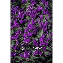 Veniv 40 Adet Cin Biber Tohumu