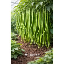 Veniv 30 Adet Tatlı Kıl Biber Tohumu