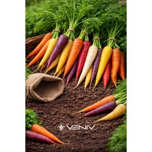 Veniv 2000 Adet Karışık Havuç Tohumu