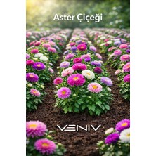 Veniv 10 Adet Aster Çiçeği Tohumu