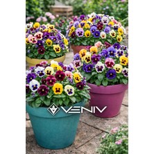 Veniv 20 Adet Hercai Menekşe Tohumu