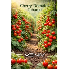 Veniv 20 Adet Cheery Domates Tohumu