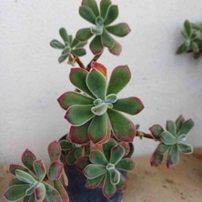 Hobi Çiçekçilik Echeveria Tüllü Sukulent