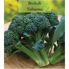 Organik Brokoli Tohumu 1 Paket (1 GR=250+ Adet)