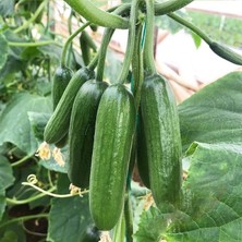 Paket Doğal Sırık Salatalık (Hıyar) Fidesi (5 Adet)