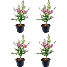 Pembe Çiçekli Oya Ağacı Fidanı (30 70 Cm)4 Adet Tüplü Dış Mekan Bitkisi Lagerstroemia Indica