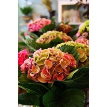 Dünyam Kızıl Ortanca Çiçeği Tohumu-10 15 Adet