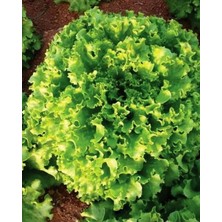 Tarım Ata Tohumu Yerli Kıvırcık Marul Füsun 1000 Adet Tohum