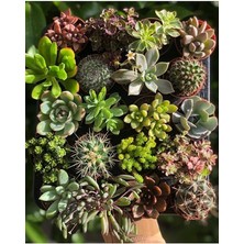 Sukulent Mix 10 Adet Karışık Özel Tür