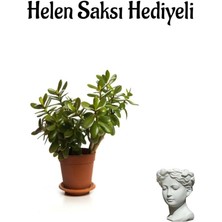 Öğretmenler Gününe Özel Parlak Yapraklı Para Çiçeği Helen Saksı