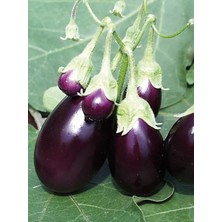 Garden Doğal Patlıcan Adana Dolma 100 Ad. Tohum