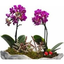 Dal Mini Mor Orkide & Gri Roda Beton Saksıda Hediyelik Canlı Çiçek BALFLOWERDESİGN-2309