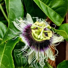 Paket Tüplü Çarkıfelek Pasiflora Edulis Maruçya Fidanı