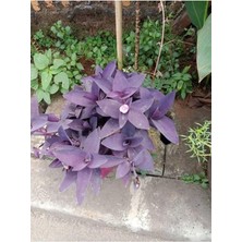 Mor Telgraf Çiçeği 1 Adet Saksılı/tüplü 10-20CM Iç Mekan Bitkisi (Tradescantia Pallida)