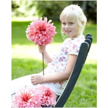 Dünyam Karışık Nadir Ithal Dev Dahlia Çiçeği Tohumu 5 Adet Tohum