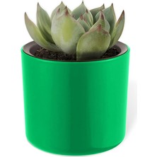 Mimoza Saksı Küçük Boy Plastik Kaktüs Sukulent Saksısı (Yeşil, 0.2 Litre)