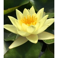 Adet Sarı Lotus Tohumu Nilüfer Tohumu