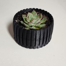 Akaslan Plastik Bitki Ekici - 6904427 (Bu Ürün Sadece Plastik Parçadır - Almadan Önce Soru Sorabilirsiniz)