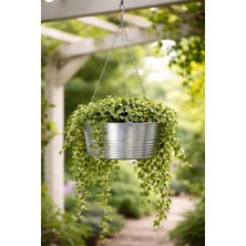 Binbirreyon Askılı Metal Saksı Galvanizli Çelik Saksı 27X59CM AH175