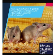 As Tarla Faresi Çatı Faresi Lağım Faresi Mücadelesi Için Etkili Zehirli Tahıllar 5kg