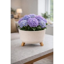 Binbirreyon 3 Ayaklı Ayaklı Saksı Tripod Saksı Drenajlı Iç Gövdeli 18X10,5CM 1,30LT AH171