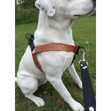 Balkonda Köpek Göğüs Tasması Orta & Büyük Irk Ayarlanabilir Deri & Kot