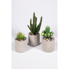 Yapay Çiçekçiniz Gri Beton Saksıda 3 Lü Kaktüs Seti Bej Renkli Uzun Ömürlü Aksesuar