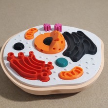 3D Baskı Hücre Modeli – Detaylı Bitki/hayvan Hücresi Eğitim Seti – Biyoloji Proje Ödevi – Sök Tak Hücre Maketi – Okul Deney ve Laboratuvar Modeli