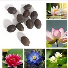 Tropikal Antalya 15 Adet Karışık Rengarenk Kokulu Lotus Çiçeği Su Nilüfer Çiçek Tohum