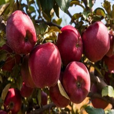 Bitkifidan 4 Yaş Starkrimson Elma  Fidanı