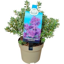 Ithal Bodur Orman Gülü - Rhododendron Impeditum