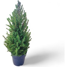 Ithal Konik Ladin 70CM-80CM (Yılbaşı Çamı)