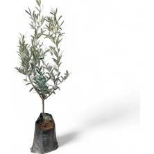 Zeytin Ağacı Fidanı 80CM-90CM