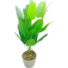 Yapay Starliçe (Cennet Kuşu) Bitkisi