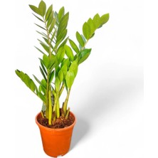 Zamia Bitkisi 50CM-55CM