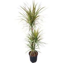 Dracena Marginata (Dracaena Marginata) - Madagaskar Ejder Ağacı